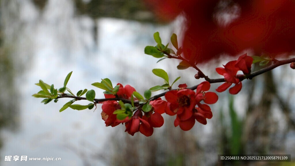 枝头绽放的艳丽红花朵