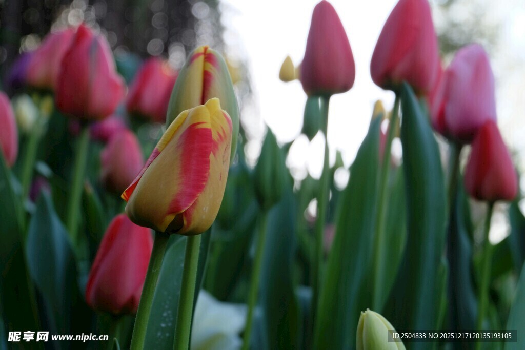 娇艳郁金香绽放
