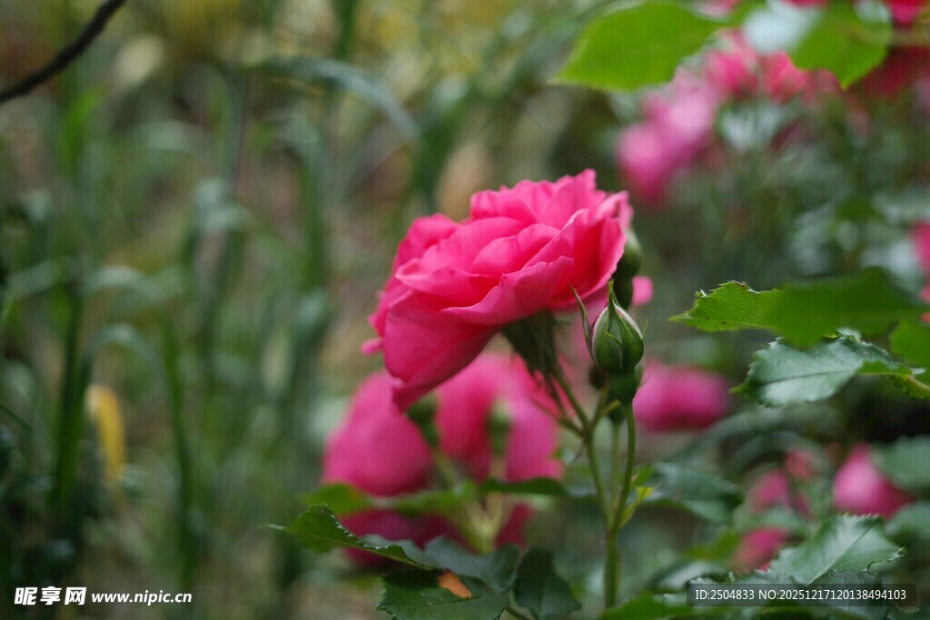 娇艳绽放的粉红色月季花