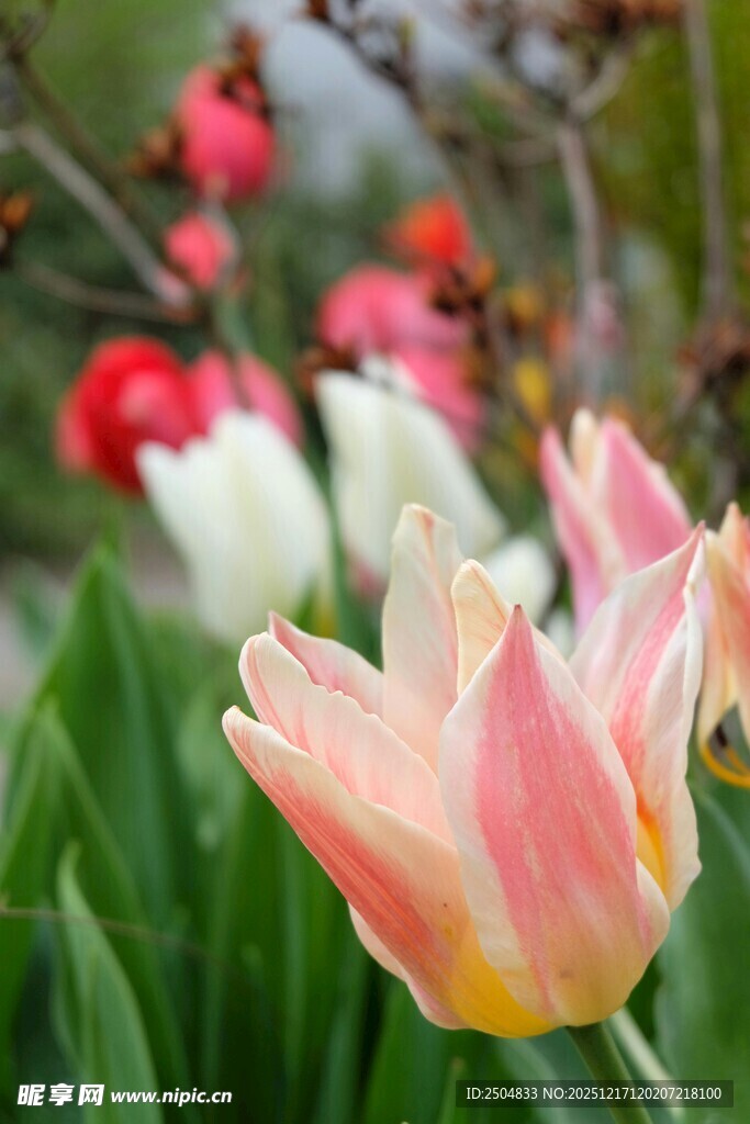 娇艳双色郁金香绽放