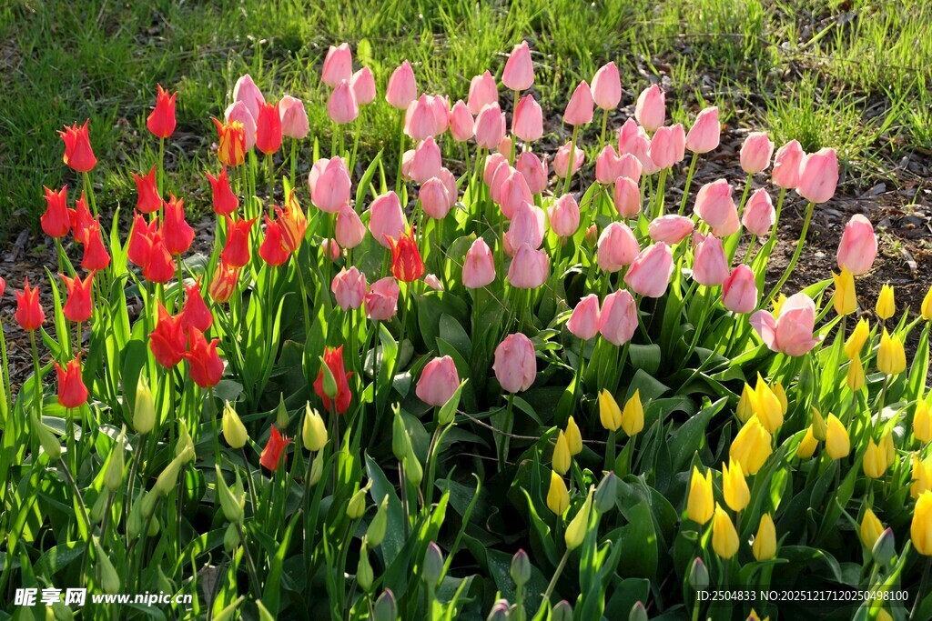 多彩郁金香绽放的美景