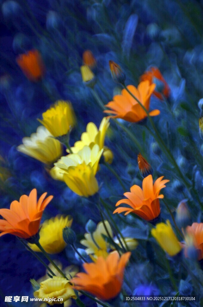 多彩花卉绽放的美丽景致