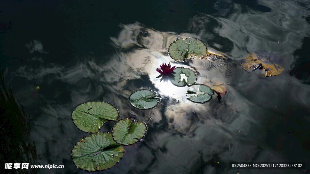 水中睡莲与莲叶的景致