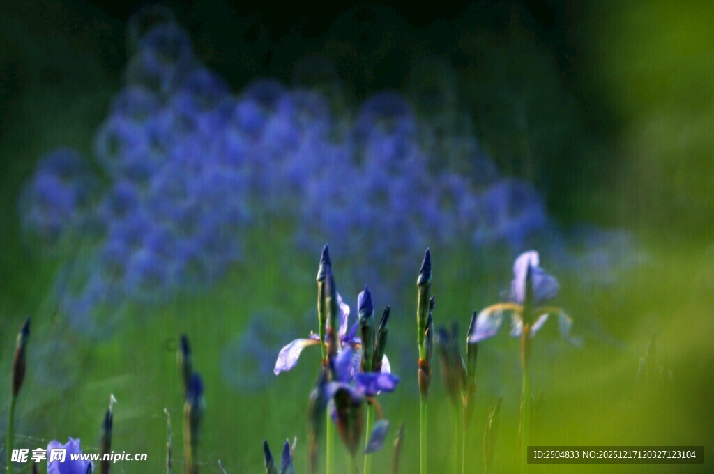 蓝紫色野花绽放于绿野