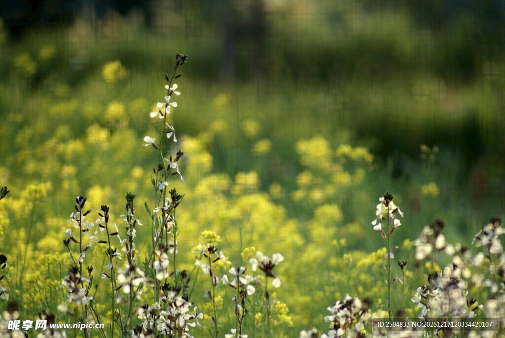 春日野花绽放美景