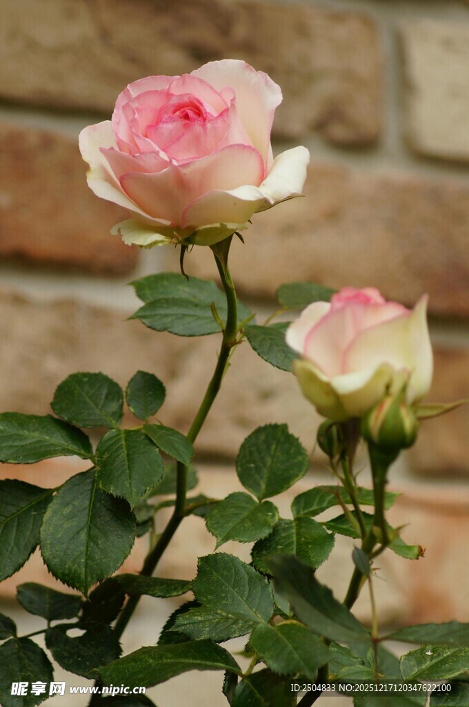 两朵娇艳的粉色月季花