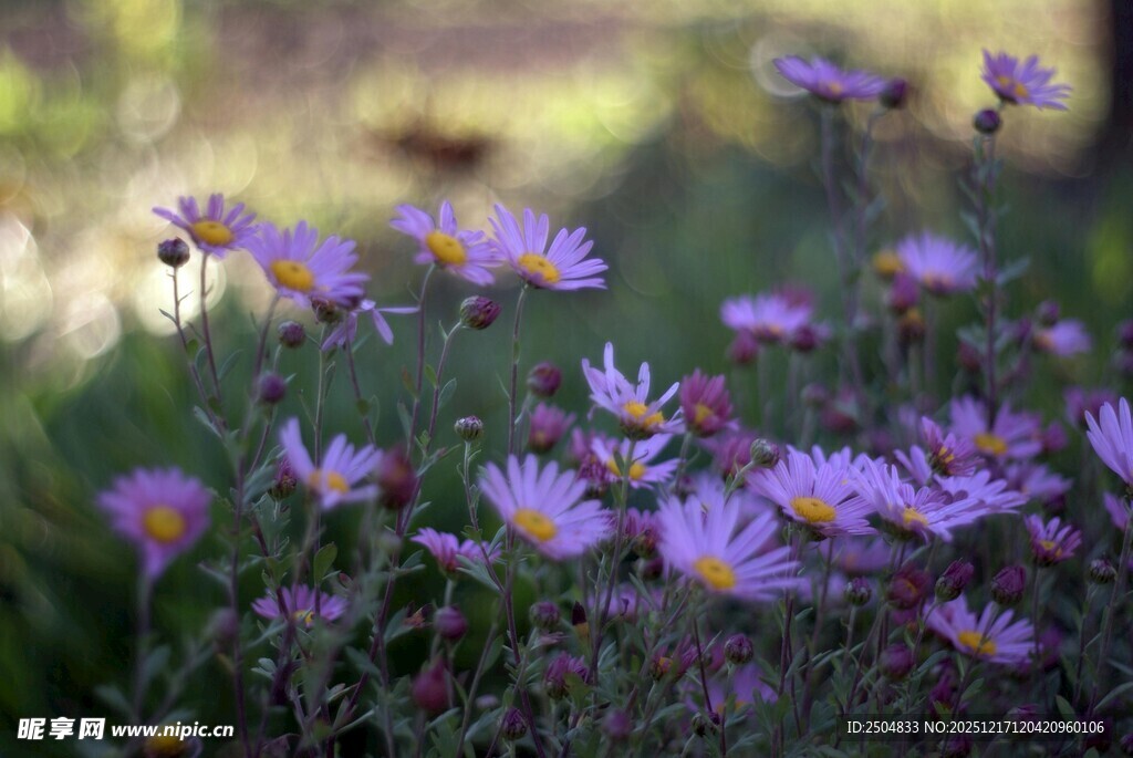 紫色小花绽放于自然间