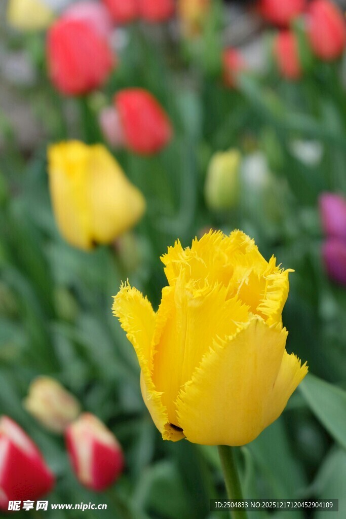 黄色郁金香绽放花丛中
