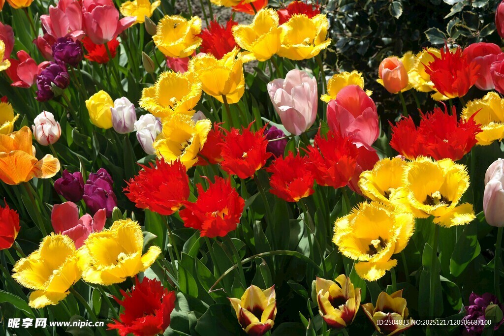 多彩郁金香绽放美景