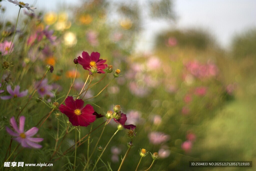 烂漫花丛中的多彩花朵
