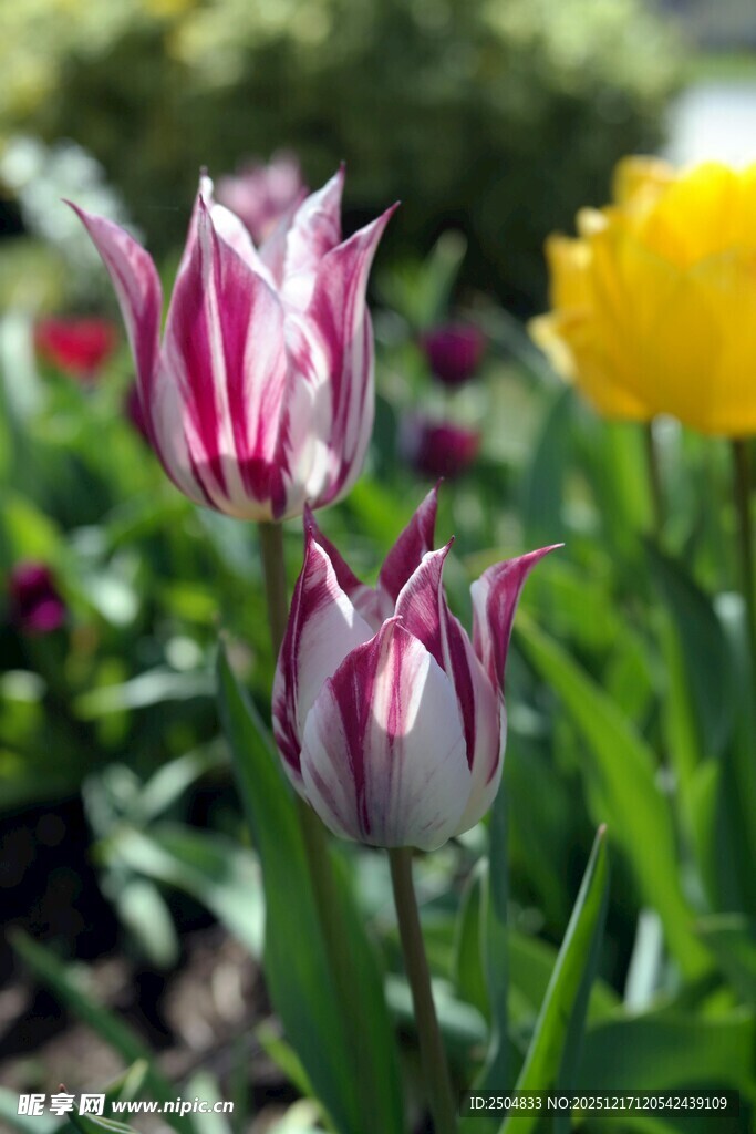 多彩郁金香绽放于花丛中