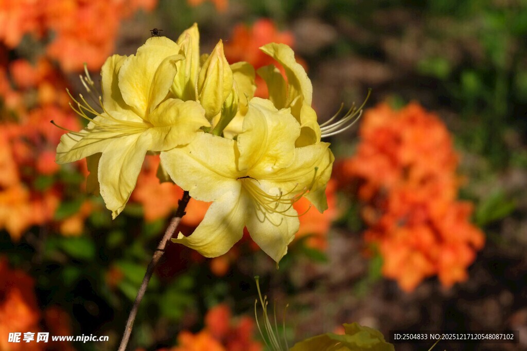 黄色杜鹃花绽放美景