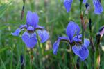 蓝紫色鸢尾花绽放于草丛