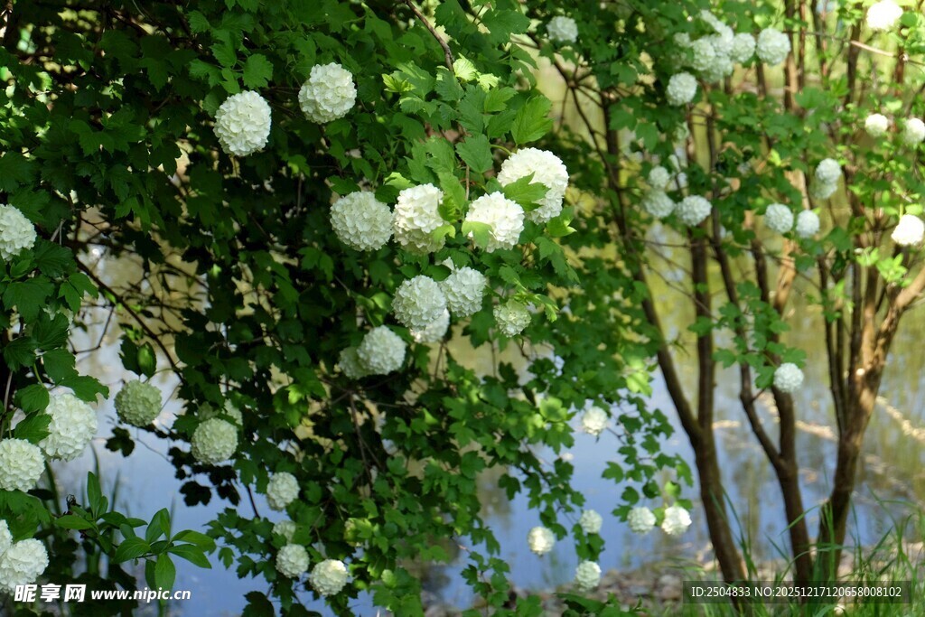 白花繁茂的绿植景观