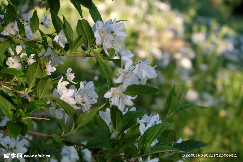 繁花绿叶间的清新景致