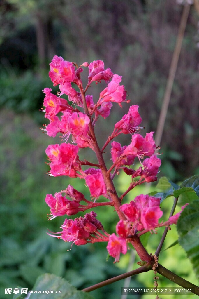 艳丽粉色花卉特写