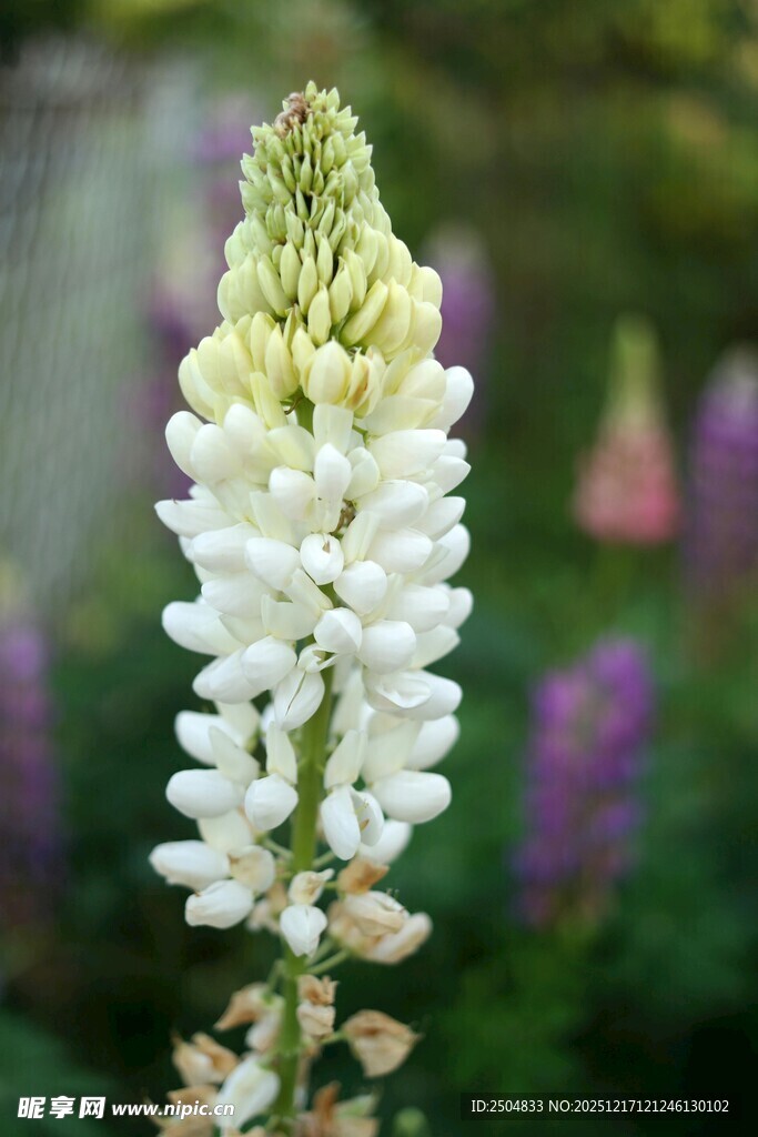 白色羽扇豆花特写