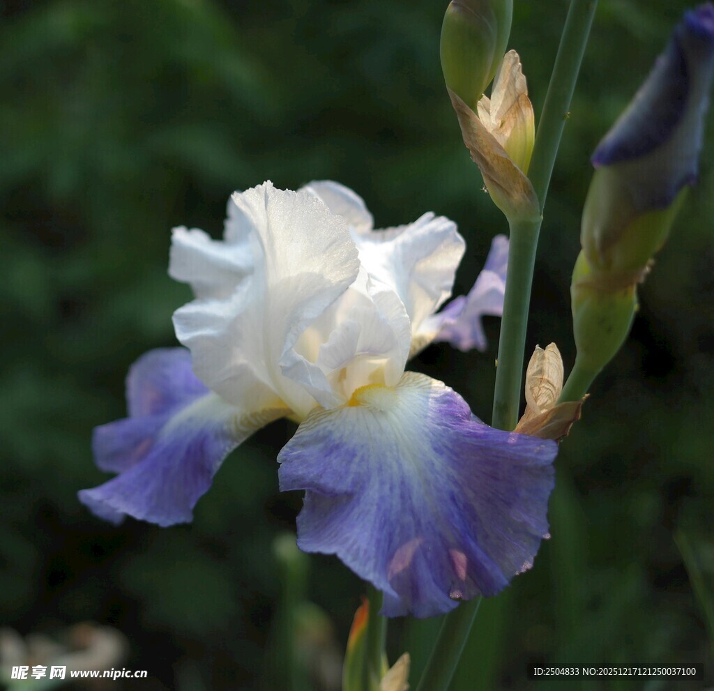 蓝白鸢尾花绽放