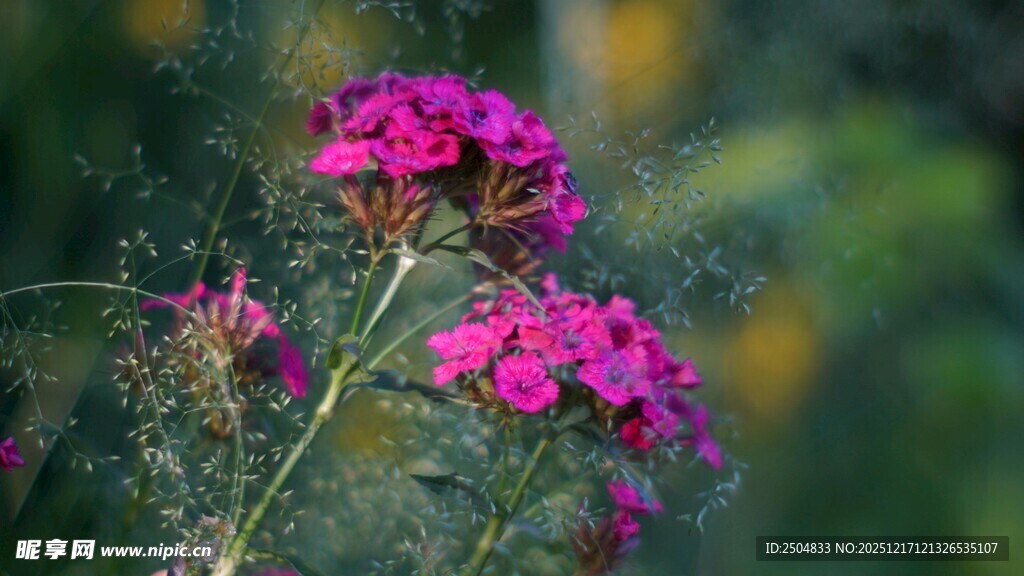娇艳紫花绽放于自然间