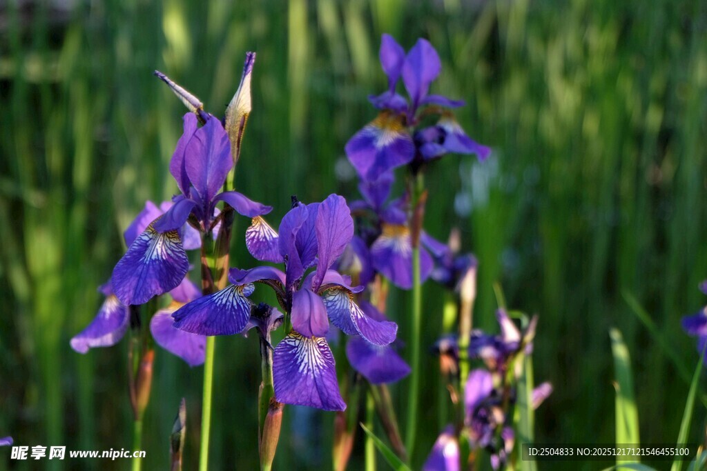 紫色鸢尾花绽放于绿意间