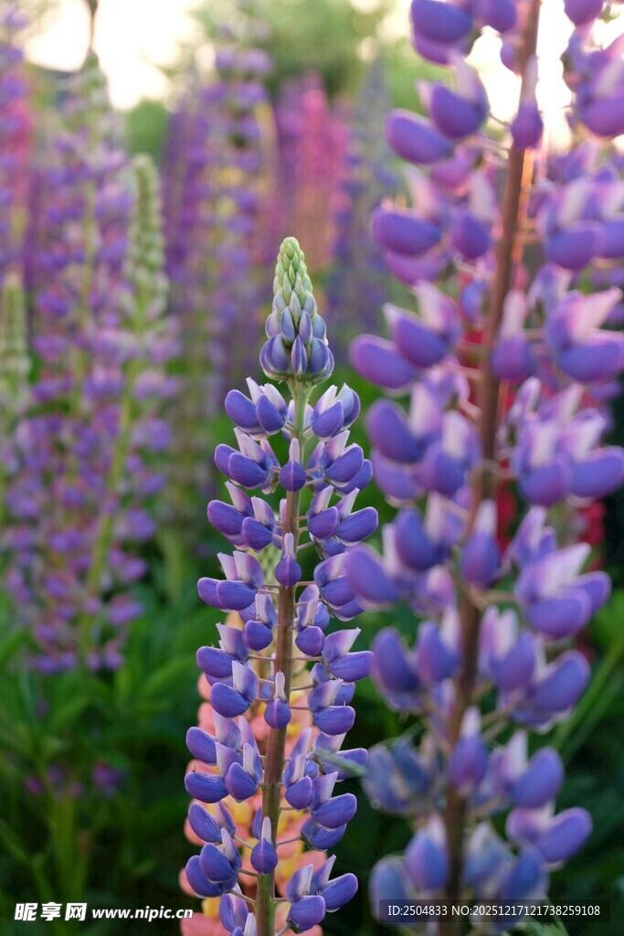 紫色羽扇豆花特写