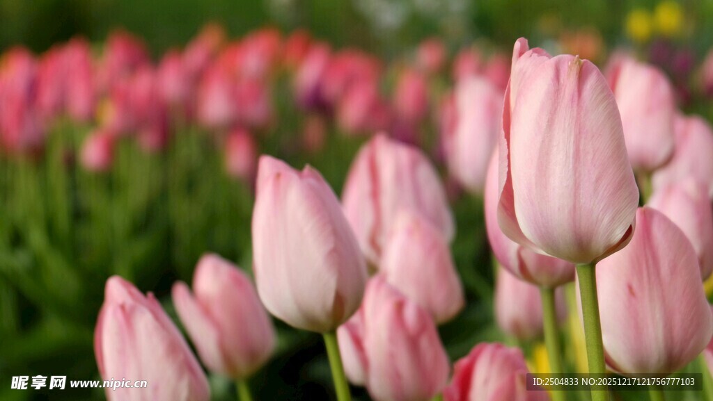 粉色郁金香花海美景