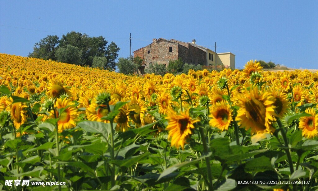 金色向日葵田中的乡村小屋