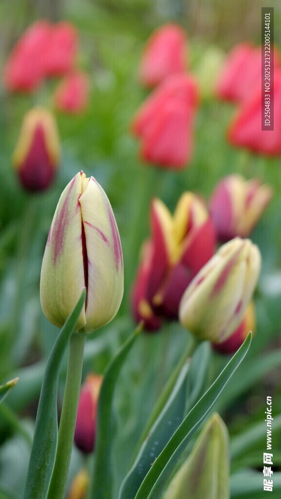 多彩郁金香绽放美景