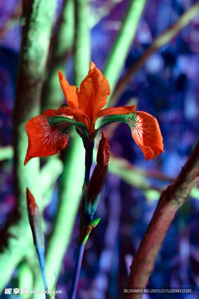 鲜艳橙花绽放于枝间