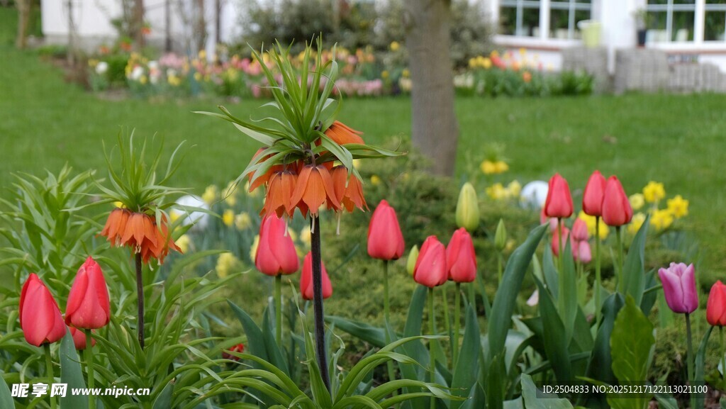 花园中绽放的多彩花朵