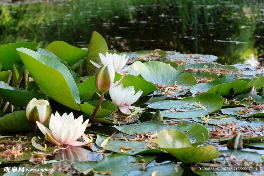 池塘中的美丽白色睡莲