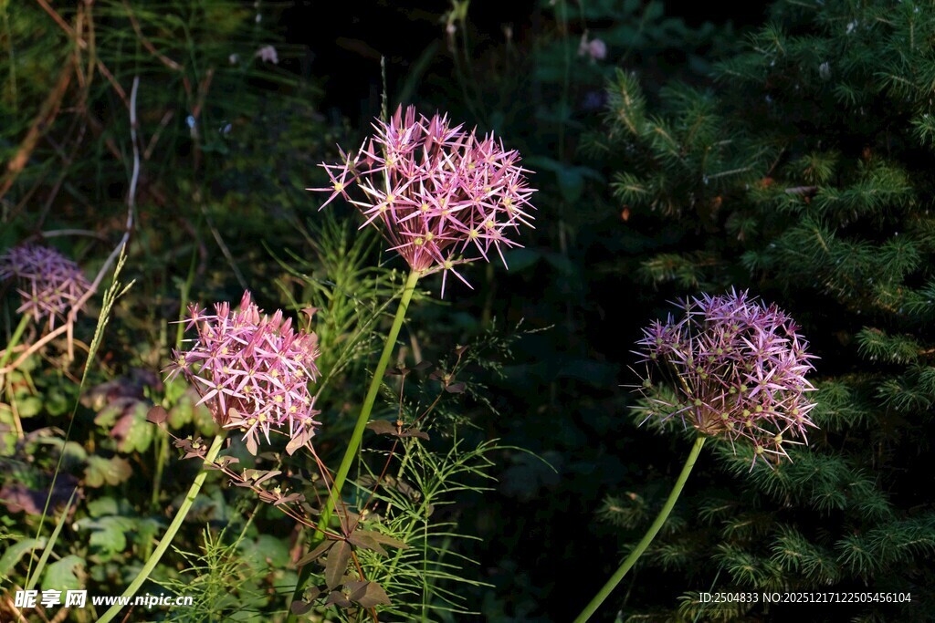 野外绽放的紫色葱属花卉