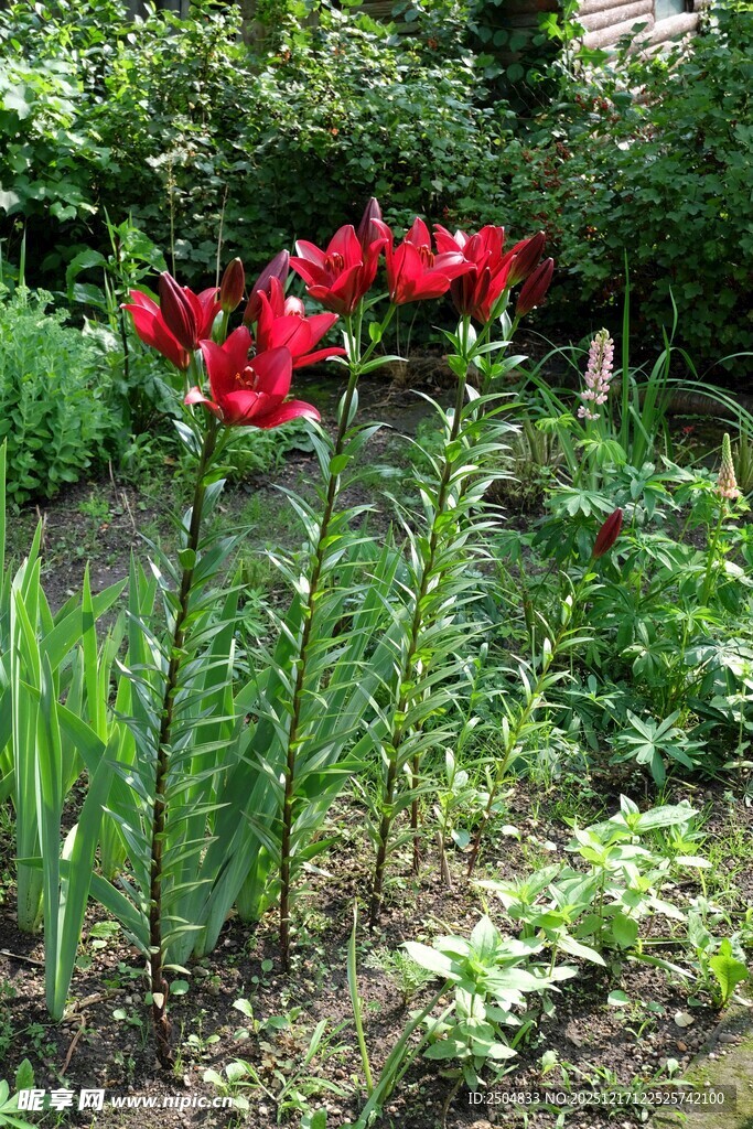 花园中绽放的艳丽红百合