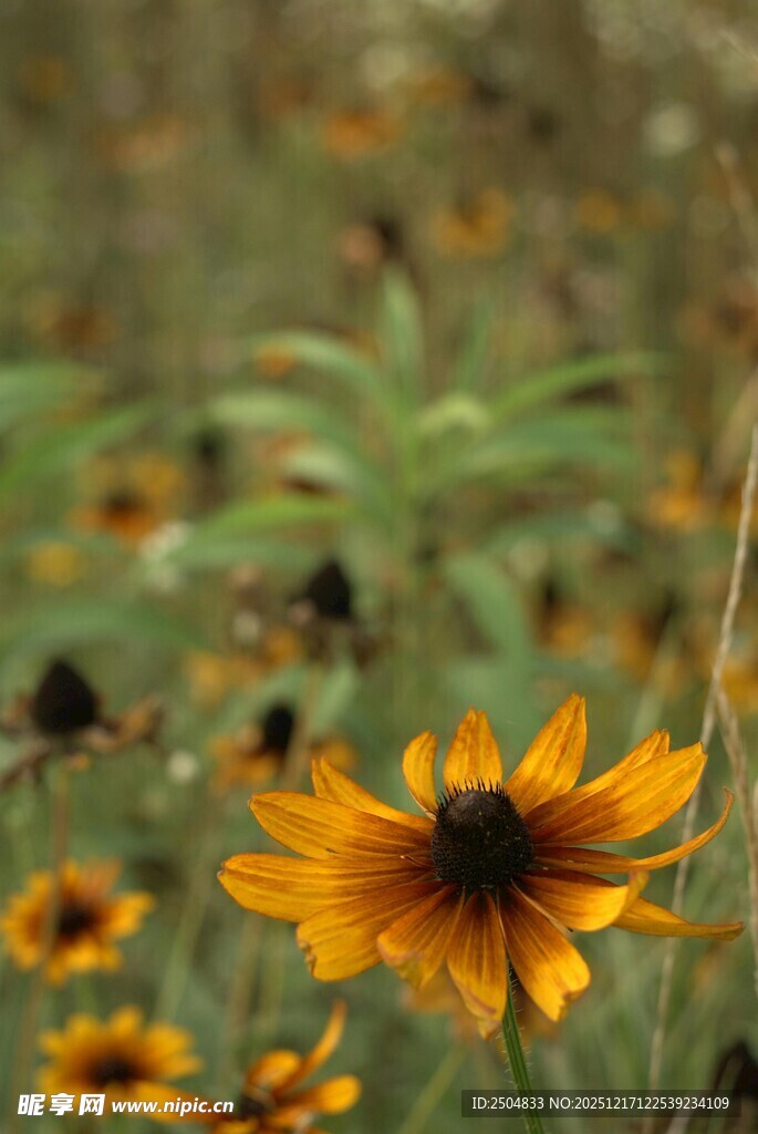 田野中的美丽黑心金光菊