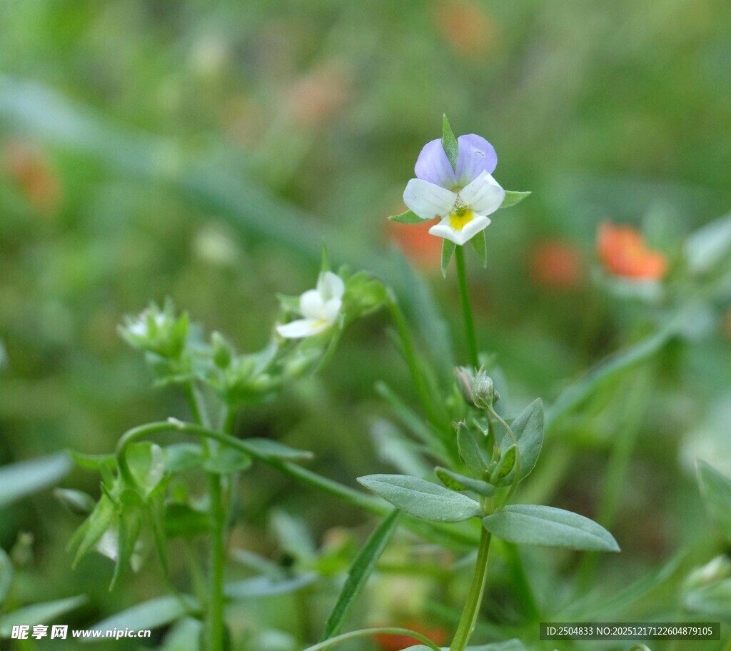 田野中的紫色小花