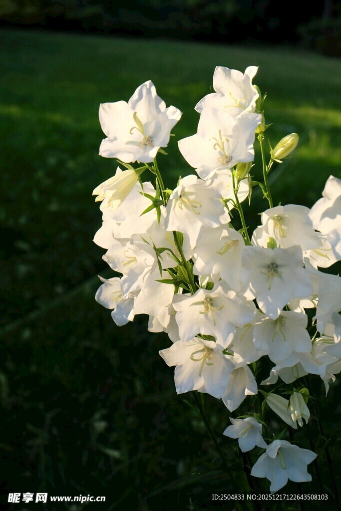 白色风铃花绽放于绿野