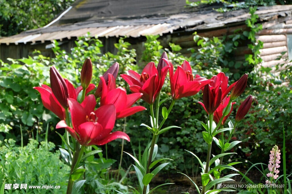 庭院中盛开的艳丽红百合
