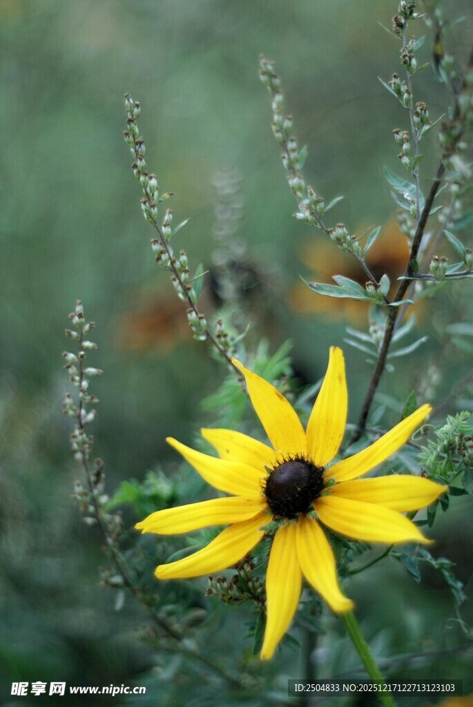 黄色小花绽放于自然间