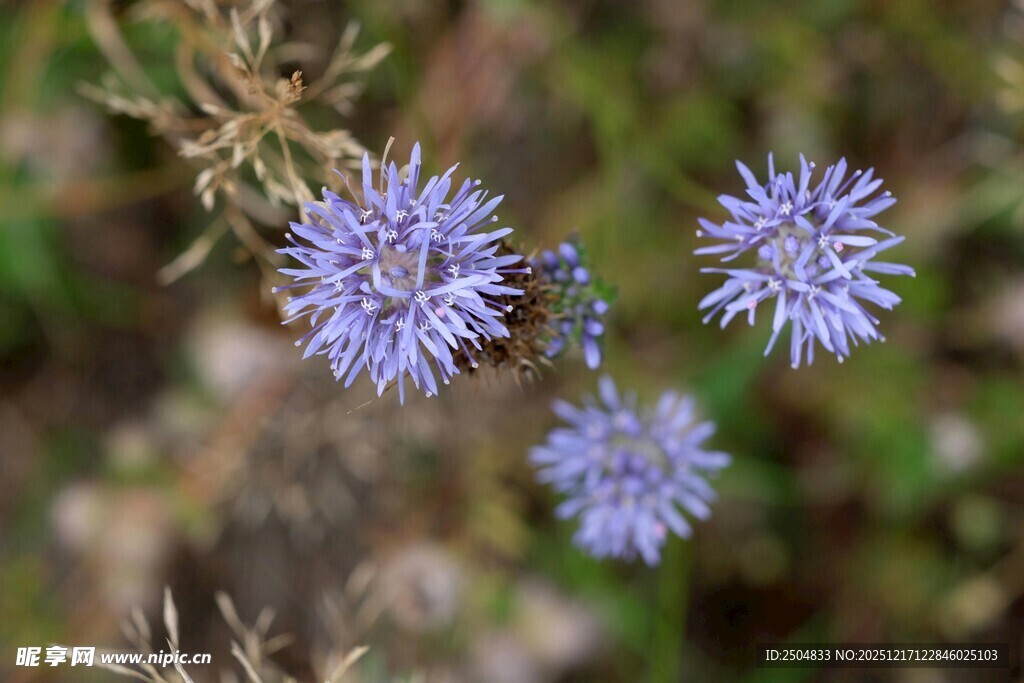 蓝紫色小花绽放于自然