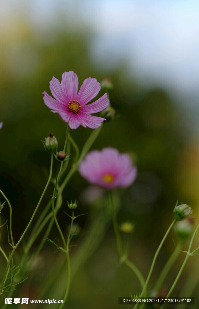 田野中的娇艳粉色小花