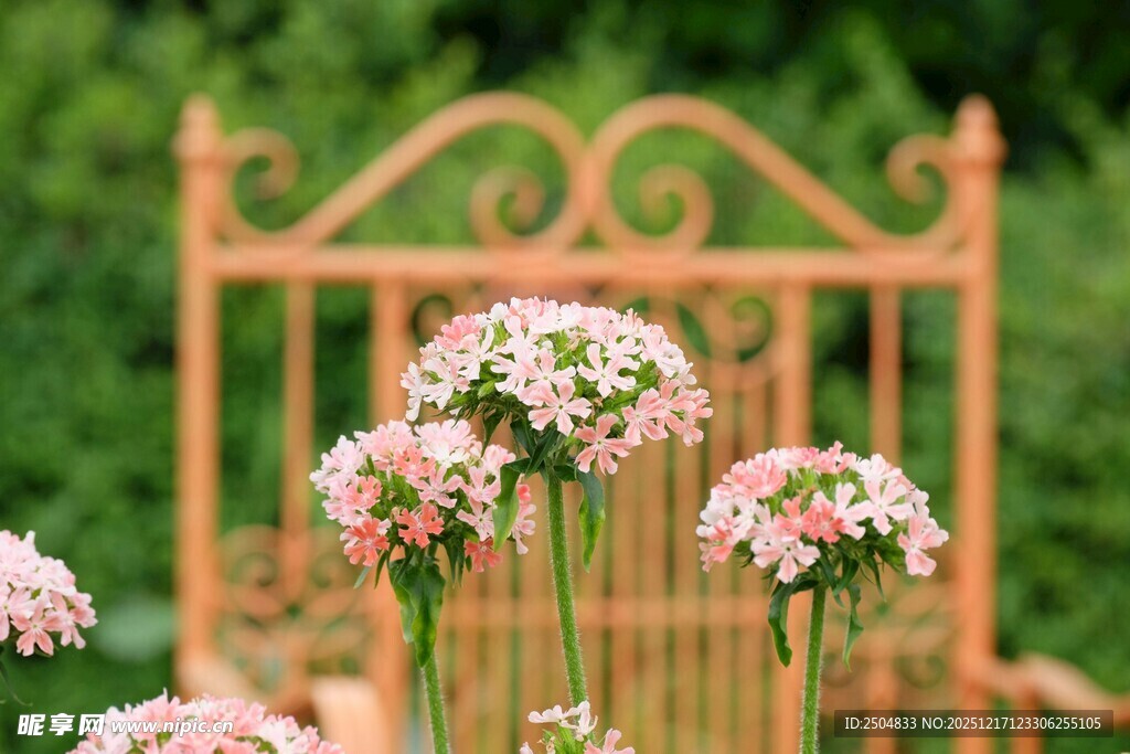 粉色花卉与古朴花架