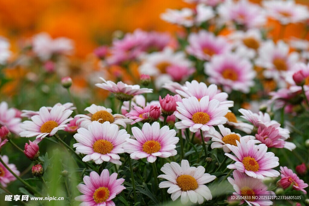 缤纷雏菊绽放美丽瞬间
