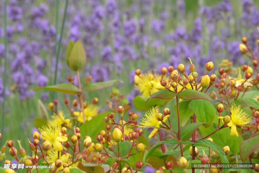 紫黄相间的绚烂花卉景观