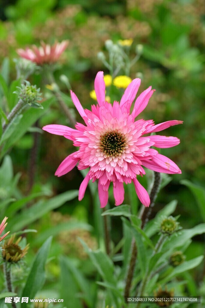 娇艳粉色花朵绽放