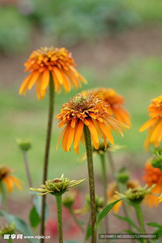 橙色菊花绽放