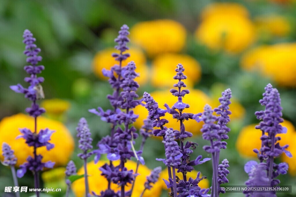 紫色薰衣草与黄色花卉
