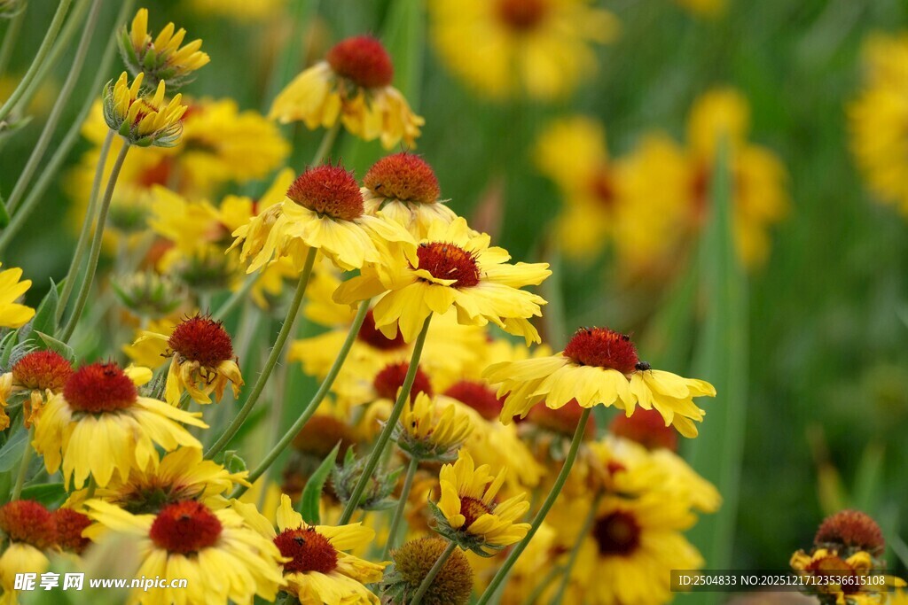 金黄黑心菊绽放的美丽