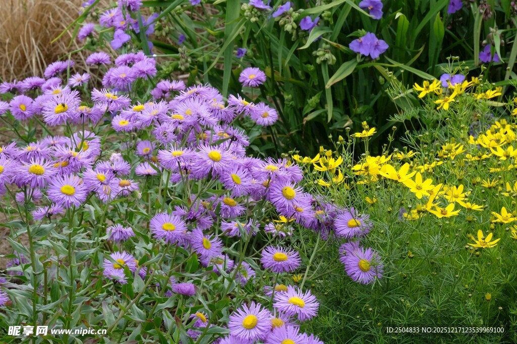 多彩花卉绽放美丽景致