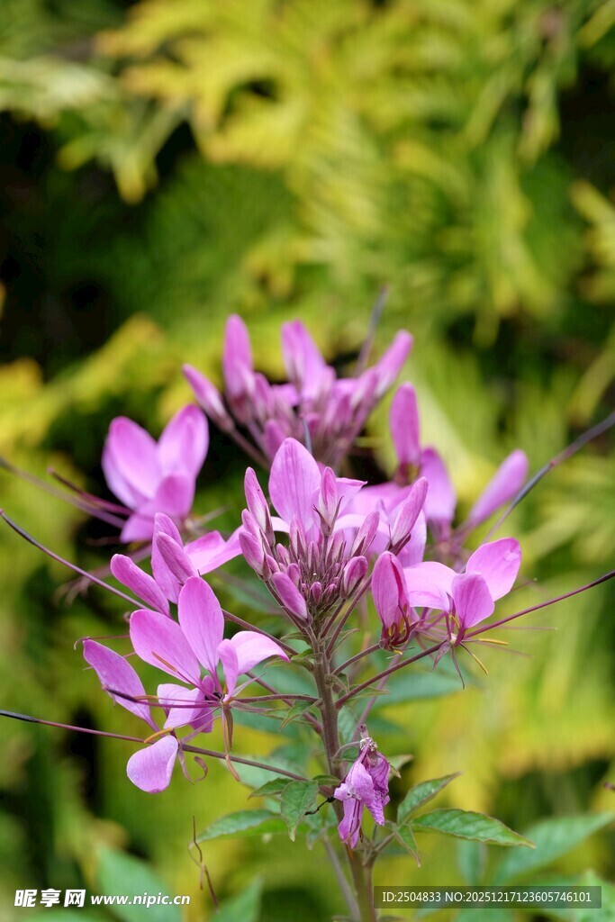 紫色娇美花朵绽放