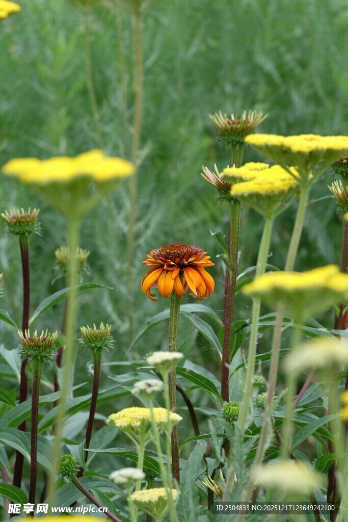 花丛中振翅的美丽蝴蝶